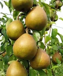 Саженец Agro-Market Груша Анжелис (зимний сорт, поздний срок созревания) 1 шт. в упаковке (39880)