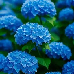 Гортензія крупнолиста 2-х річна "Nico Blue" висота саджанця 20-40см (152978) 1 саженец