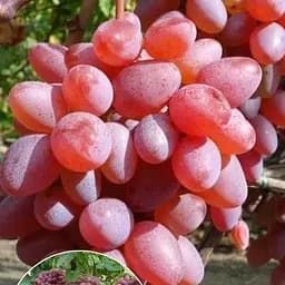 Саджанець Agro-Market Виноград темно-червоний Гірлянда (Garland) преміальний сорт, ультраранній термін дозрівання) 1 шт. в пакуванні (49990)