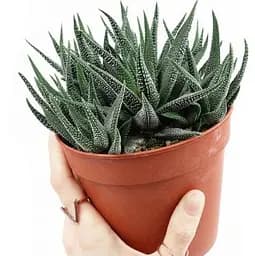 Саджанець Agro-Market Хавортія Concolor (Haworthia Fasciata) висота рослини 10 см (182115) 1 шт. в упаковці (кімнатний)