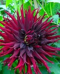 Клубень Agro-Market Георгина Black Narcissus 1 шт. в упаковке (183432)