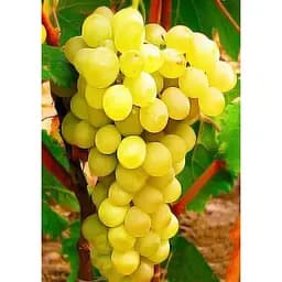 Саджанець Agro-Market Виноград Лора (ранній термін дозрівання, дуже тривала збереження ягід) 1 шт. в упаковці (17685)