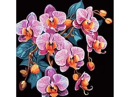 Картина за номерами Strateg Орхідея у вишуканості на чорному фоні (40х50 см)