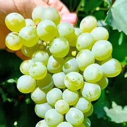 Саджанець Agro-Market Виноград Гечеї Заматош (винний сорт, ранній термін дозрівання, мускатний аромат) 1 шт. в пакуванні (178123)