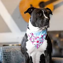 Бандана для собак Max & Molly Bandana Cherry Bloom на нашийник з принтом Вишневе цвітіння S - мініатюра 2