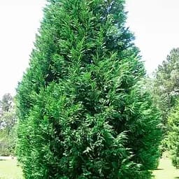 Купрессоципарис Лейланда "Variegata" С3 высота 70-90см (188656) 1 саженец