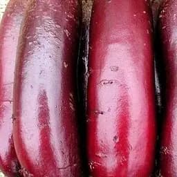 Свекла Весна Цилиндр (в банке) 80г (52421)