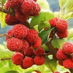 Кудрания Agro-Market "Morus Sinica" (клубничное дерево) (188040) 1 саженец в упаковке