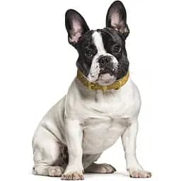 Нашийник для собак BronzeDog Barksi Classic Море шкіряний одинарний з золотим тисненням L 33-43х2 см гірчичний - мініатюра 4
