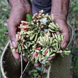Гвоздика Terre Exotique із Софіфі в Індонезії 50 г - мініатюра 4