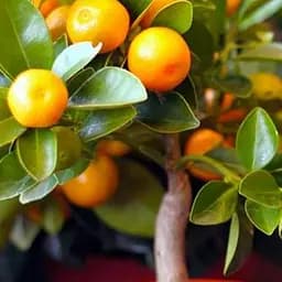 Саджанець Agro-Market Мандарин помаранчевого кольору з сонячним відтінком Оскар (Oscar) (преміальний, скороплідний, високоврожайний сорт) (47692) 1 шт. в упаковці