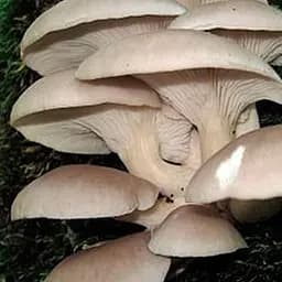 Міцелій на дубових брусочках "Глива Білий ельф" 10шт (45234)