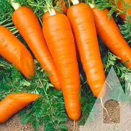 Морковь Садиба Виктория F1, 400 шт.