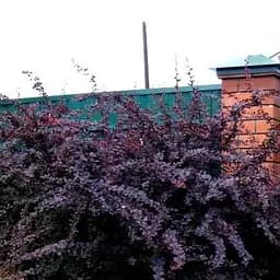 Саджанець Agro-Market Барбарис Оттавський Superba (контейнер P9) (49175)