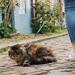 Набір для котів Шлея-повідець Max & Molly Harness Tropical 1 розмір  - мініатюра 4