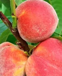 Саженец Agro-Market Персик Валиант (летний сорт, средний срок созревания) 1 шт. в упаковке (36764)