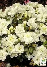 Саджанець Agro-Market Азалія Японська Снігова перлина (Azalea japonica Schneererlе) (181747) - мініатюра 2
