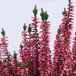 Саджанець Agro-Market Верес звичайний Meike (44263)