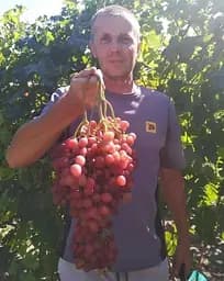 Саджанець Agro-Market Виноград Велес (кишмиш, ранній термін дозрівання, грона дуже великі, вагою до 1500 г) 1 шт. в пакуванні (19805) - мініатюра 3
