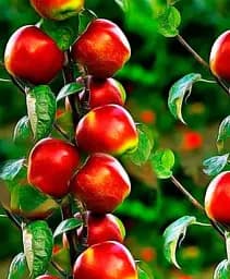 Саджанець Agro-Market Яблуня колоновидна Патріот (літній сорт, ранній термін дозрівання) 1 шт. в упаковці (21021)