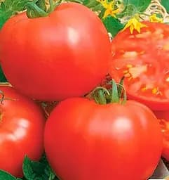 Насіння Весна на вагу Томат Гігант з Хотта ціна за 1 г (178424)