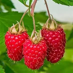 Малина Agro-Market "Саня" (среднеранний срок созревания) 1-летний саженец (189477) 1 шт в упаковке