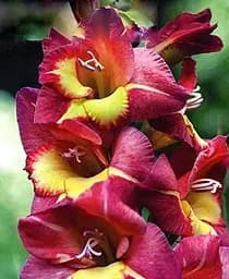 Луковица Agro-Market Гладиолус Brescia 3 шт. (45651)