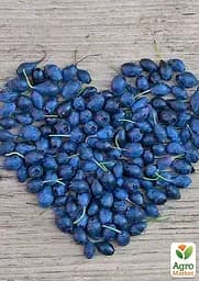 LMTD Лохина ремонтантна 2-х річна Agro-Market "Lucky Berry" (висота 40-60 см, горщик С5) (180017) з Німеччини 1 саджанець в упаковці - мініатюра 3