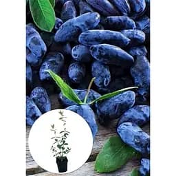 Саджанець Agro-Market Жимолость Вітамінна (ранній термін дозрівання, має високу стійкість до захворювань) 1 шт. в упаковці (19928) - мініатюра 2