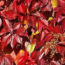 Саженец Agro-Market Виноград девичий Энгельмана (высота 10-20см) 1 шт. в упаковке (120989)