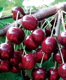 Саджанець Agro-Market Черешня Казка (ранній термін дозрівання) 1 шт. в упаковці (25909)