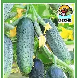 Насіння Весна Огірок Кущовий 0.5 г (10585)