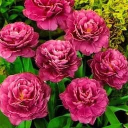 Тюльпан "Margarita" 3 шт (17259)