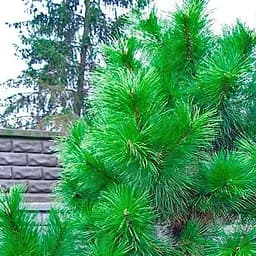 Саджанець Agro-Market Сосна Орегонська (Рinus ponderosa) С10, висота 100-130 см (178495)