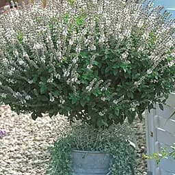 Базилик кустовой "Magic White" (кадковое растение, высокодекоративный куст) (184836) 1 саженец в упаковке