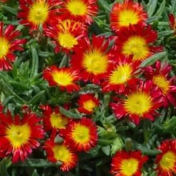 Делосперма (цветущий суккулент) Wheels of Wonder Fire (187832) 1 саженец в упаковке