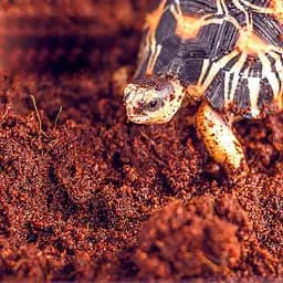 Тропічний субстрат Komodo Tropical Terrain 6 л (U46015) для терраріумів із високою вологістю - мініатюра 8