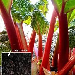 Ревінь (Зипер) ТМ "Весна" 1,5г (50033)