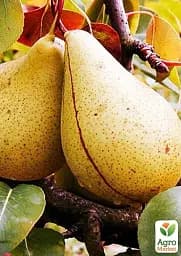 Саджанець Agro-Market Груша Кюре (Вільямс зимовий) (зимовий сорт, пізній термін дозрівання) 1 шт. в упаковці (35804) - мініатюра 3