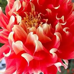 Жоржина "Bodacious" (гігантська квітка) (189894) 1 шт