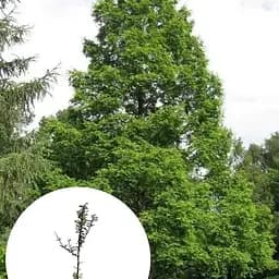 Метасеквойя китайская Agro-Market 5-ти летняя Glyptostroboides С5 высота 70-90 см 183886 1 саженец в упаковке