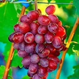 Саженец Agro-Market Виноград Андрей 1 шт. в упаковке (36264)