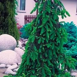 Пихта Вича Agro-Market Pendula ком/сетка высота 160-180 см 188450 1 саженец в упаковке