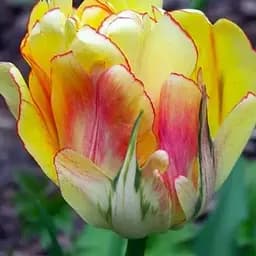 Тюльпан "Akebono" (156297) 2 шт