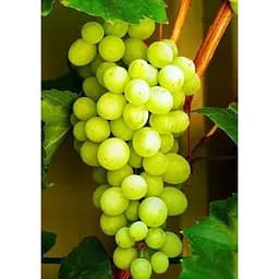 Саджанець Agro-Market Виноград Совіньон Блан (Sauvignon Blanc) (винний сорт, середній термін дозрівання) 1 шт. в упаковці (44318)