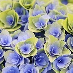 Саджанець Agro-Market Гортензія крупнолиста Together (серія You & Me) 1 саджанець в упаковці (50748)