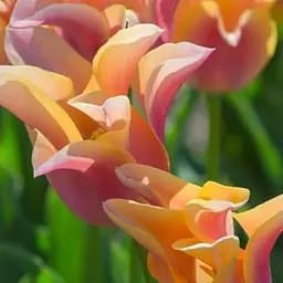 Тюльпан "Marianne" (лилиоцветный) (186180) 2 шт