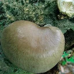 Міцелій на дубових брусочках "Глива одиночна" 10шт (45244)