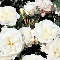 Троянда кущова Agro-Market Алабастер Alabaster саджанець класу АА+ вищий сорт 1 шт. в упаковці (178137)