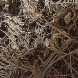 100 г подлесник европейский корни сушеные